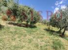 MONTEFALCO (PG) LOC. COLLE SAN CLEMENTE LOTTO 4/b